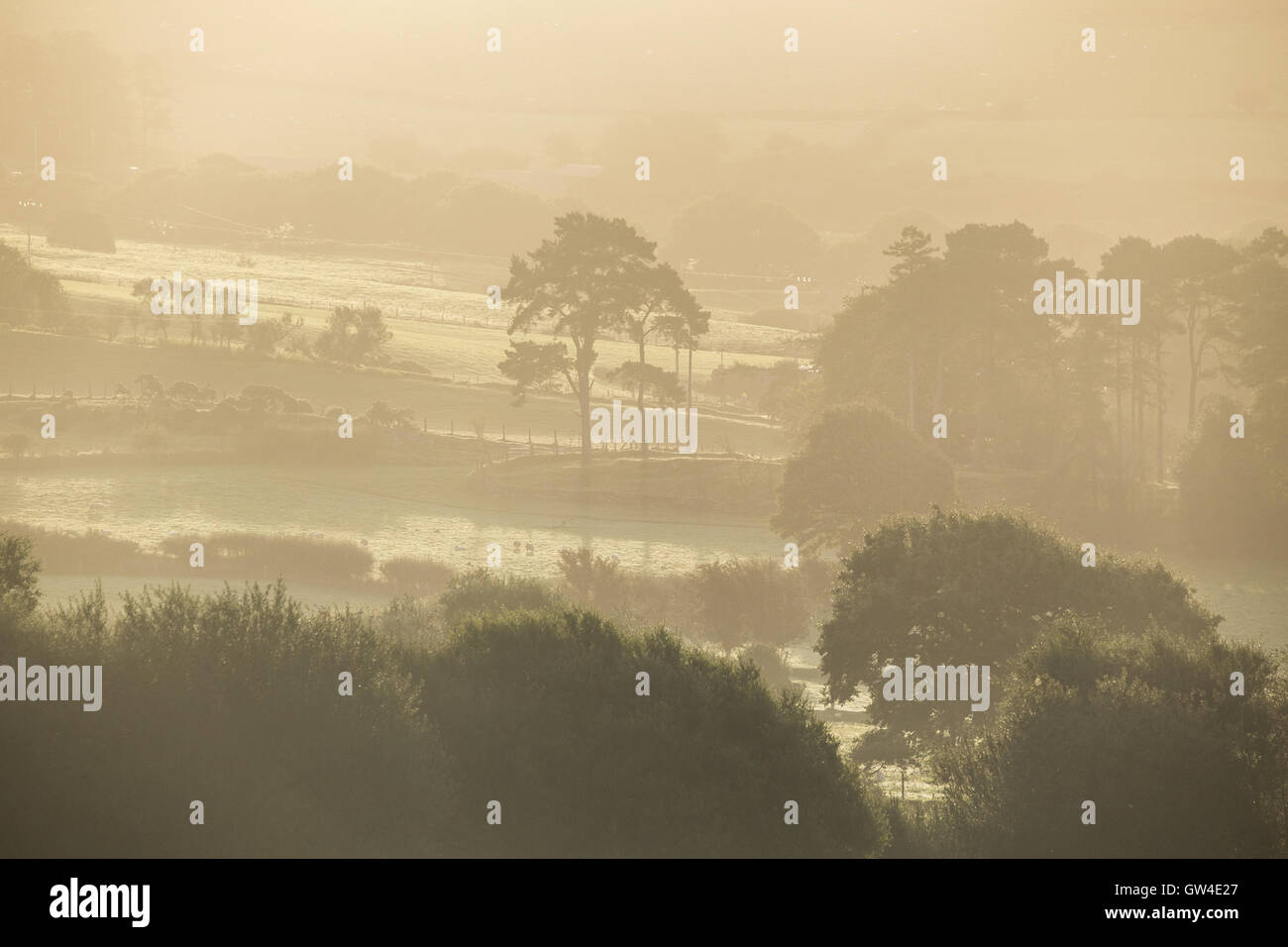 Landscape photography of a hazy sunny morning across trees. Credit Ian