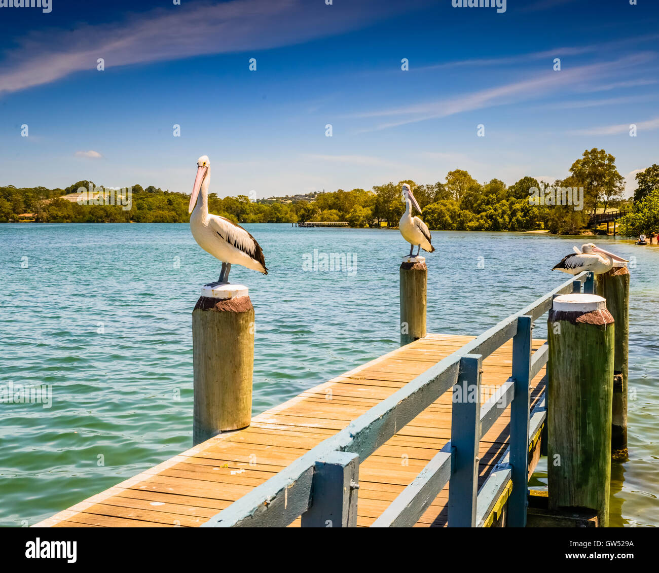 Pelican on a pier at Tweed Heads, New South Wales, Australia Stock Photo