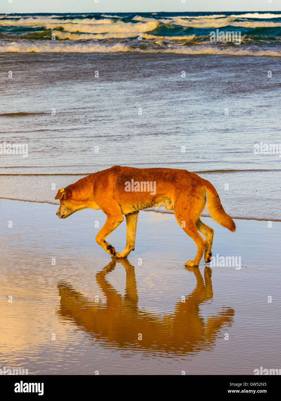 Fraser Island Dingo patrolling the beach looking for dinner Stock Photo