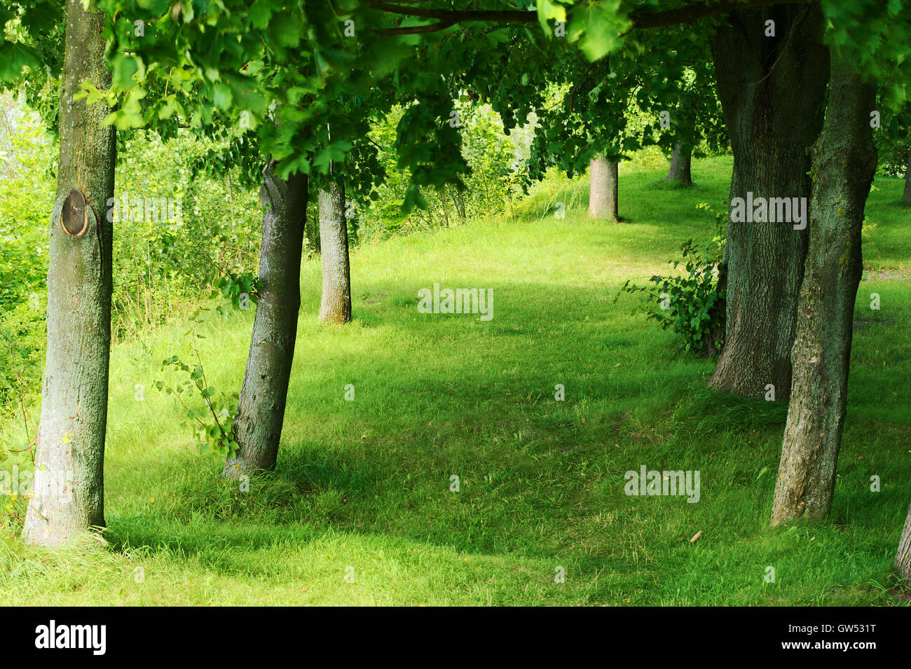 Green alley in park Stock Photo - Alamy