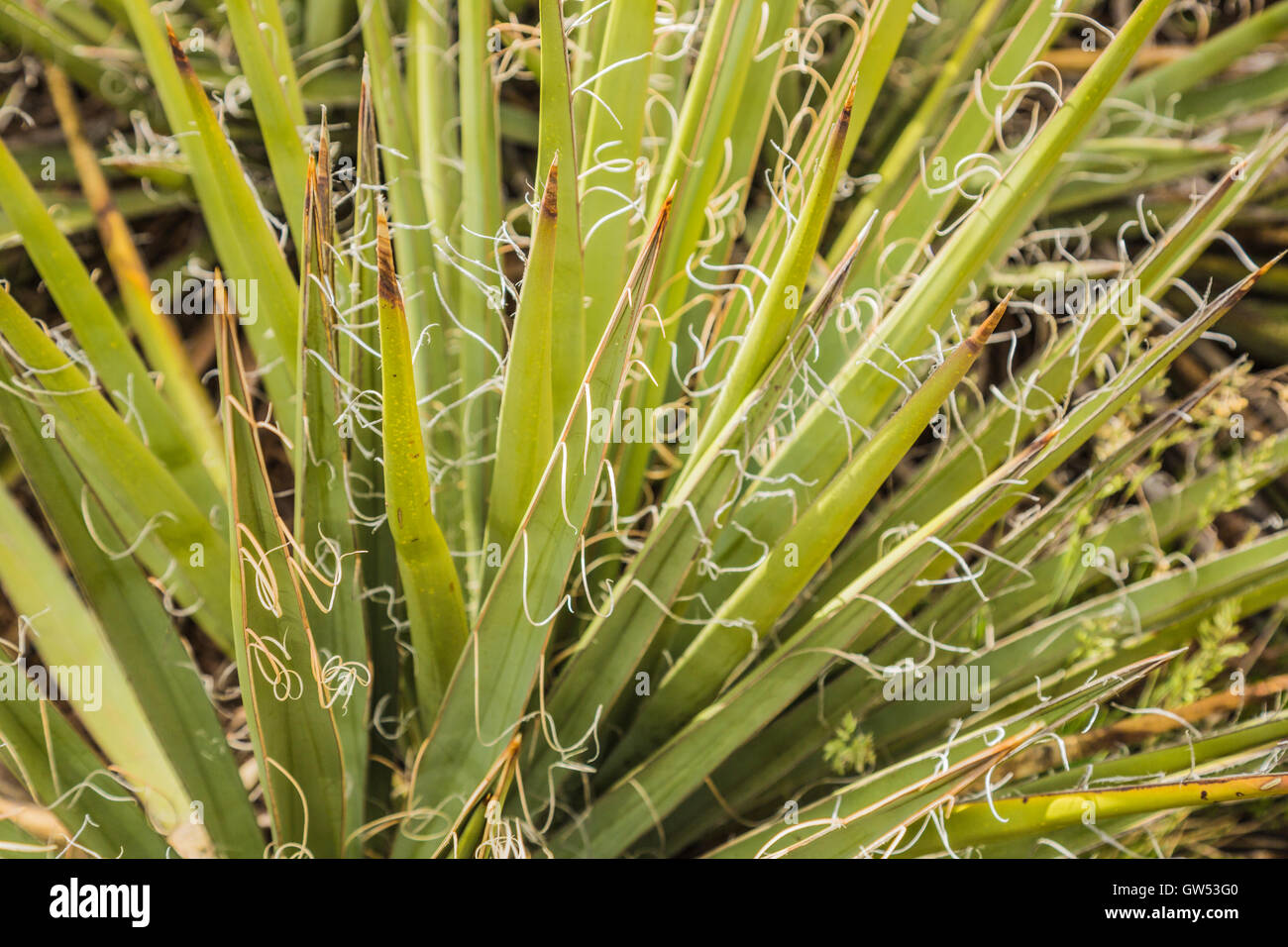Mesa Verde landscape with Agave Cactus Stock Photo Alamy