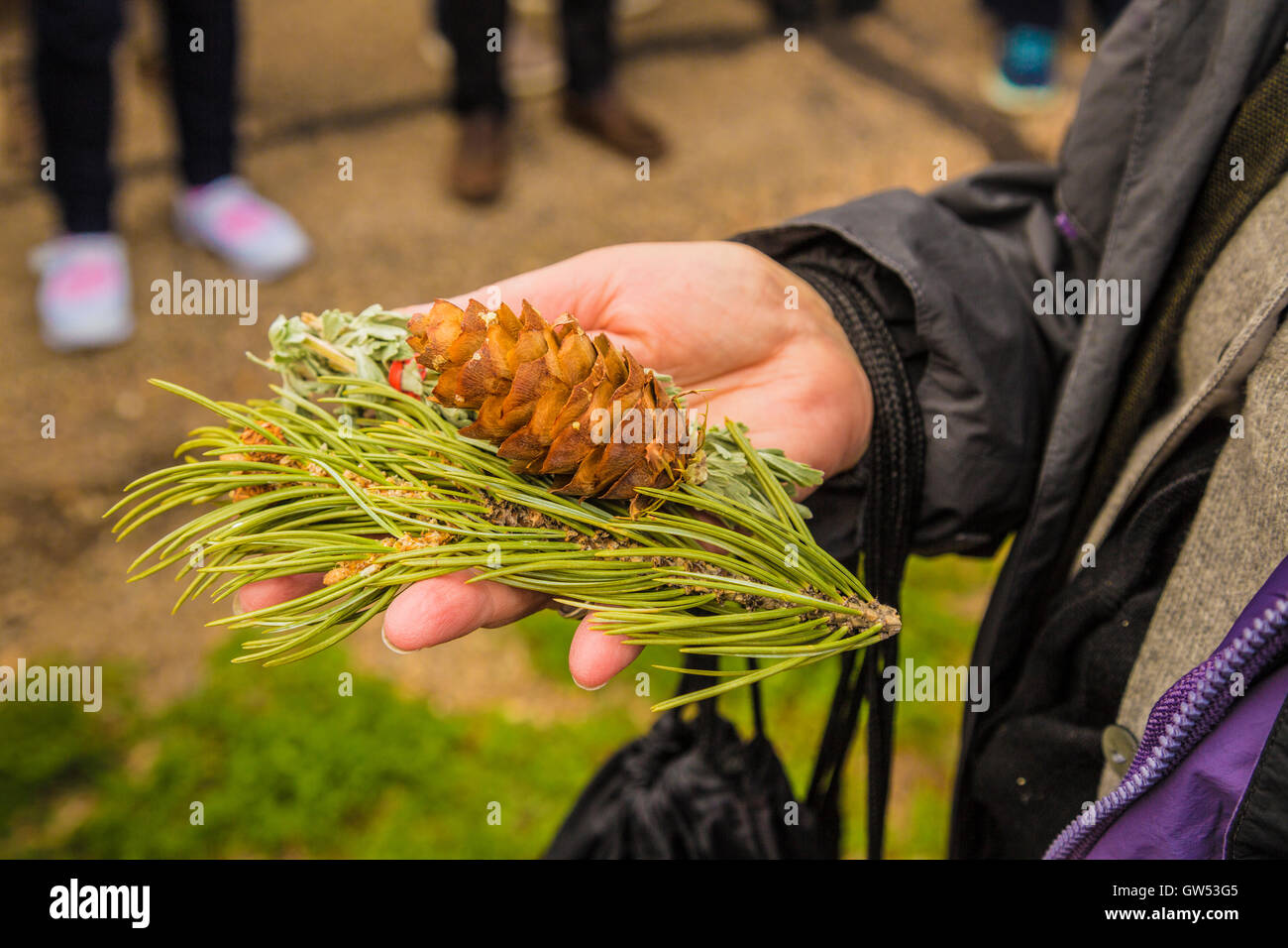 Woman holding pinyon pine cone and needles in palm of her hand Stock Photo