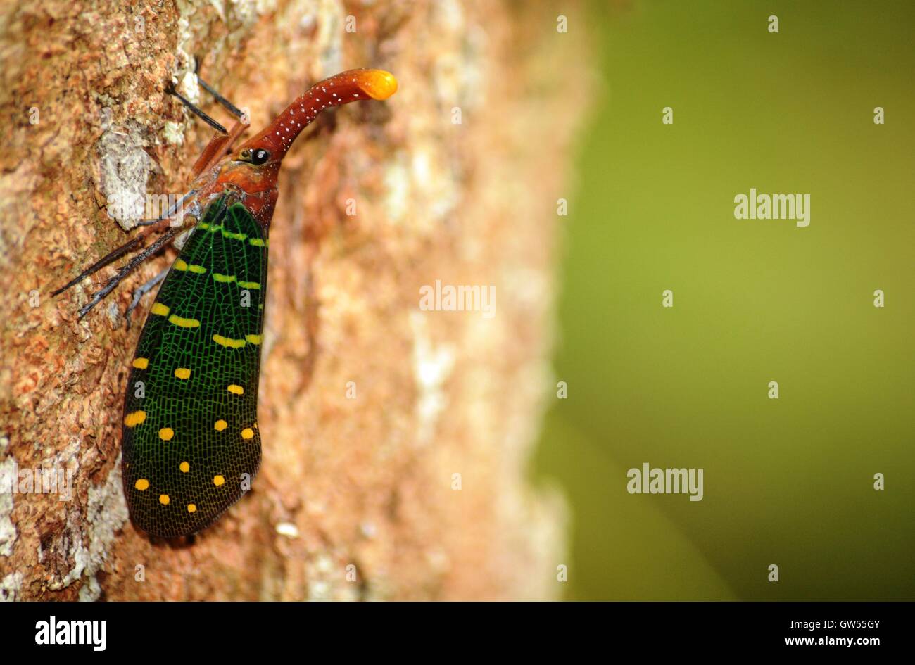 Lawas High Resolution Stock Photography and Images - Alamy