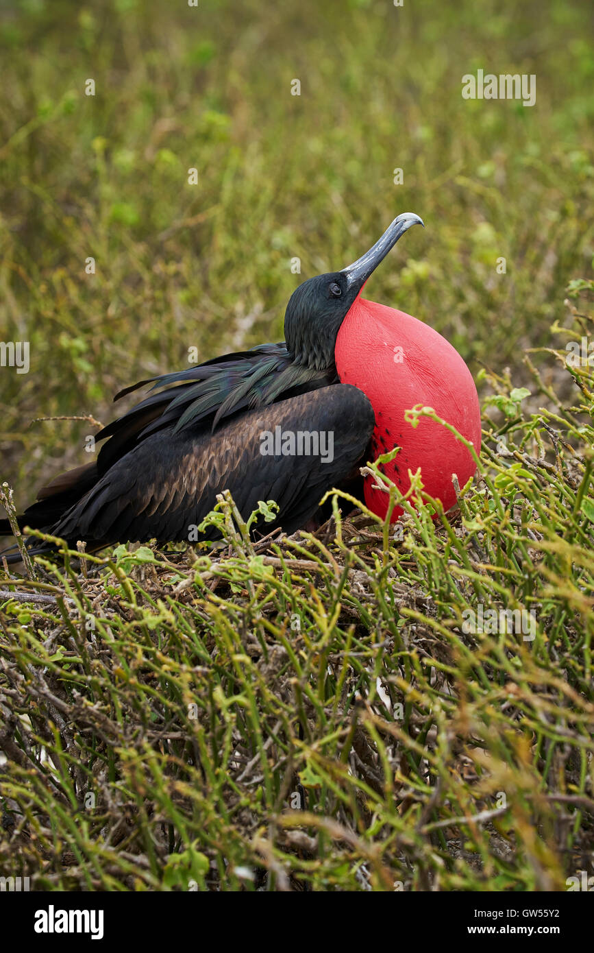 Male Magnificent Frigate Bird (Fregata magnificens) displaying mating behavior by blowing up its red throat pouch Stock Photo