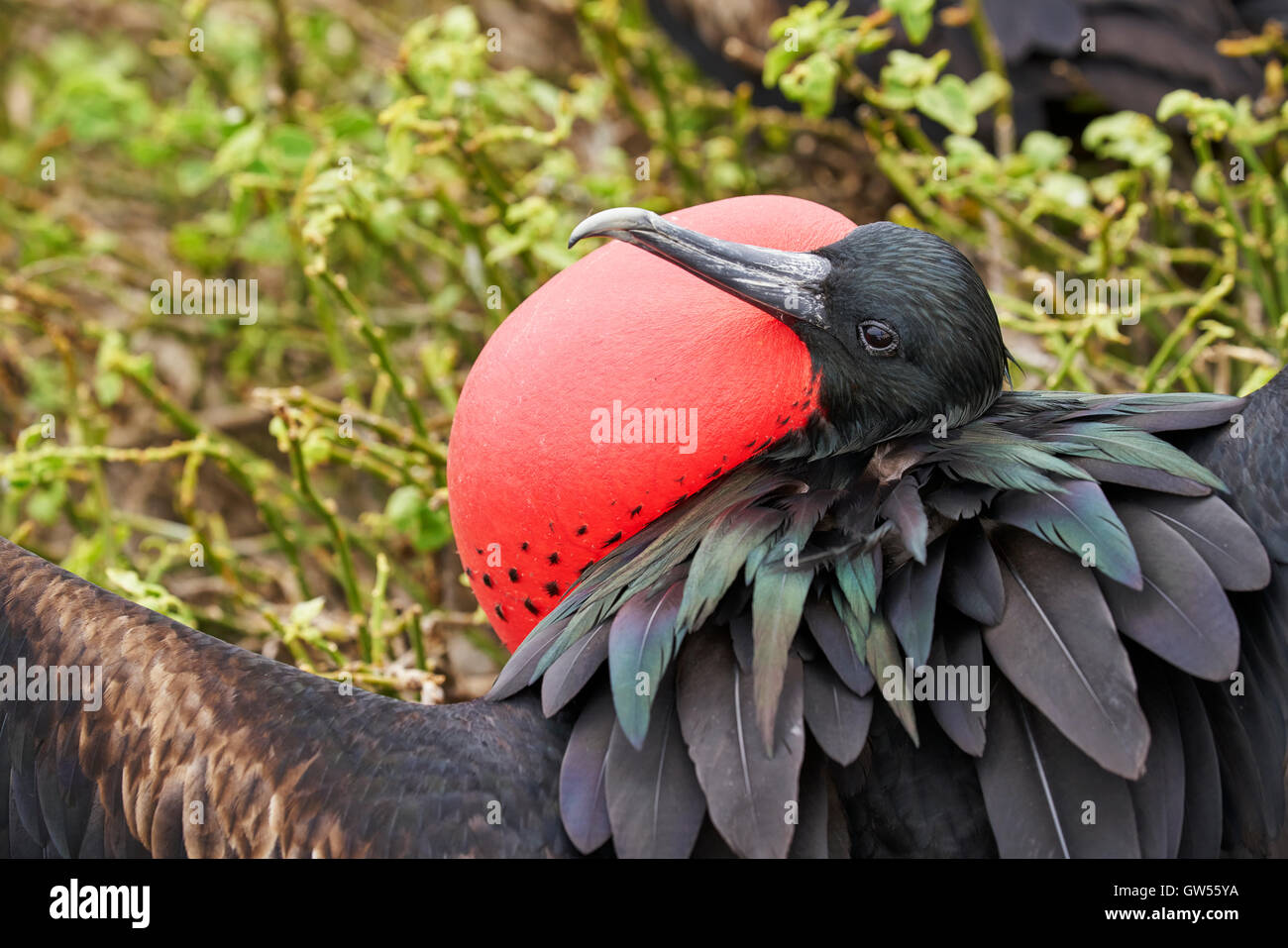 Male Magnificent Frigate Bird (Fregata magnificens) displaying mating behavior by blowing up its red throat pouch Stock Photo