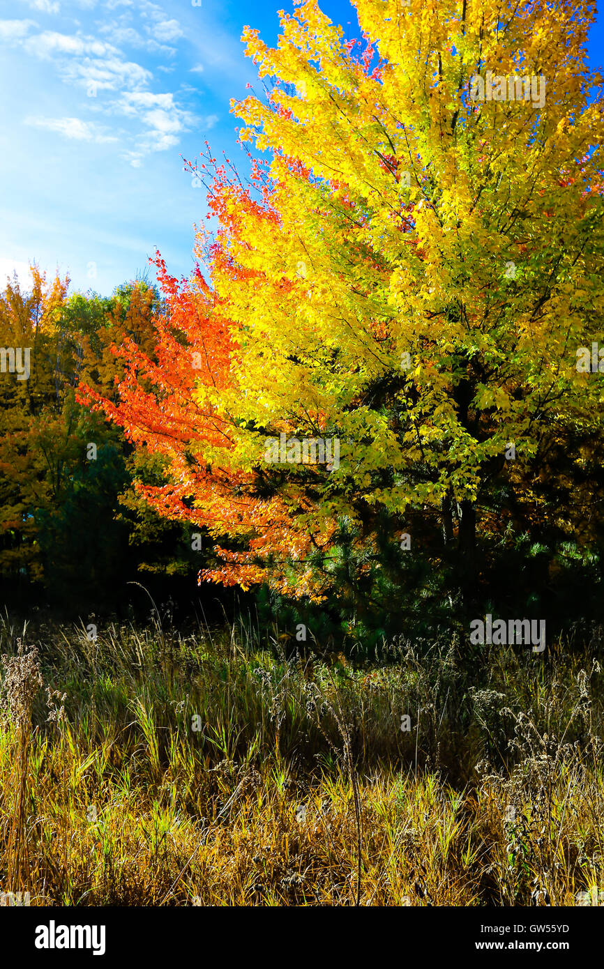 Hardwood trees hires stock photography and images Alamy