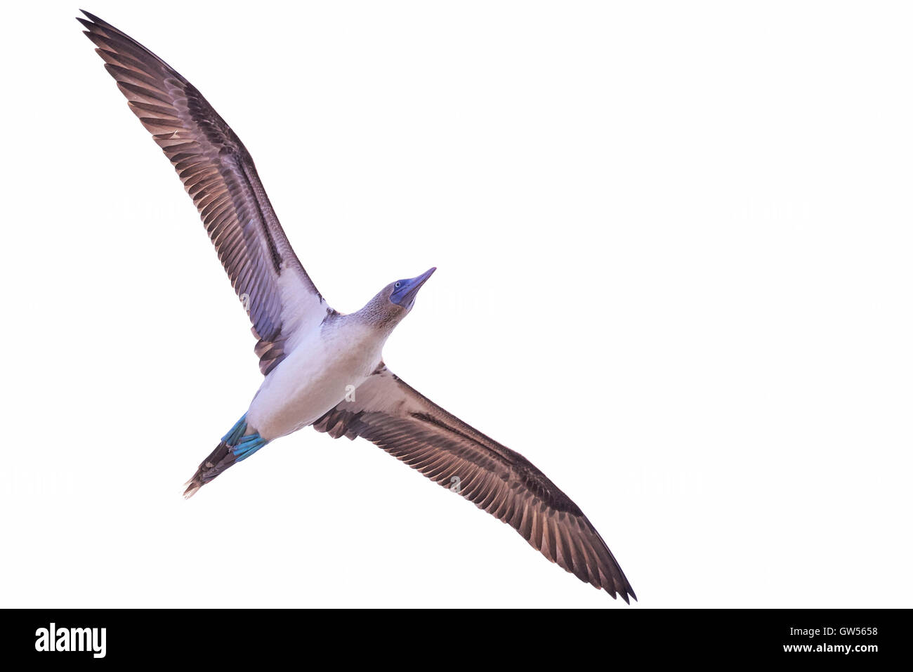 Blue Footed Booby (Sula nebouxii) in the Galapagos Islands of Ecuador Stock Photo