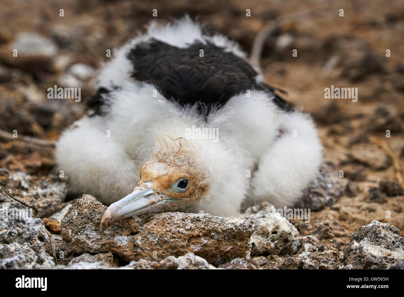 Magnificent Frigate Bird (Fregata magnificens) chick on Genovesa in the Galapagos Islands of Ecuador Stock Photo