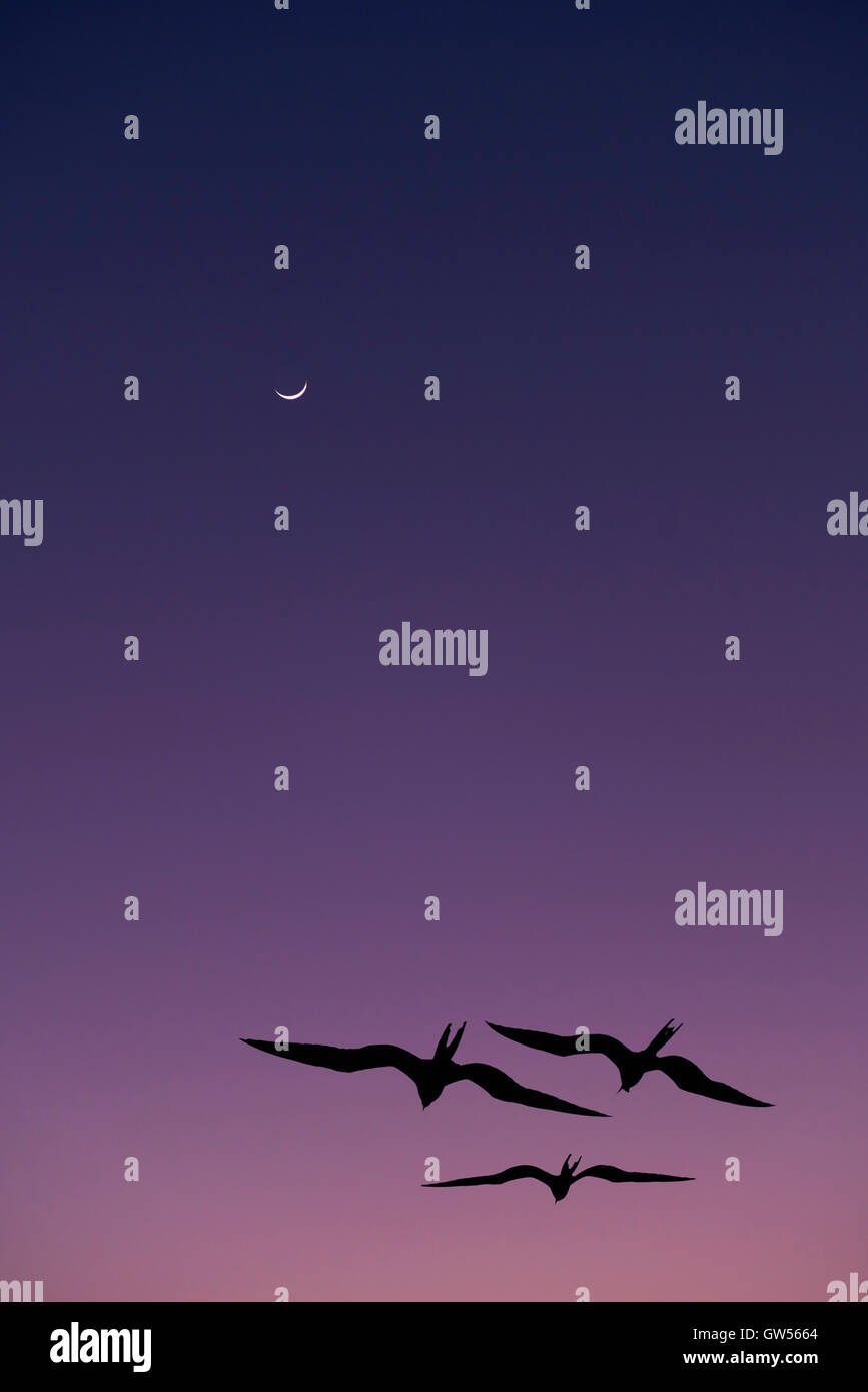 Magnificent Frigate Birds (Fregata magnificens) flying under the moon at twilight in the Galapagos Islands of Ecuador Stock Photo