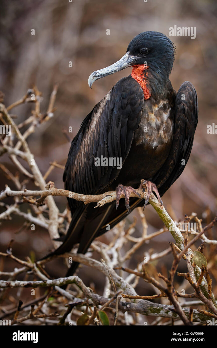 Male Magnificent Frigate Bird (Fregata magnificens) on Genovesa in the Galapagos Islands of Ecuador Stock Photo