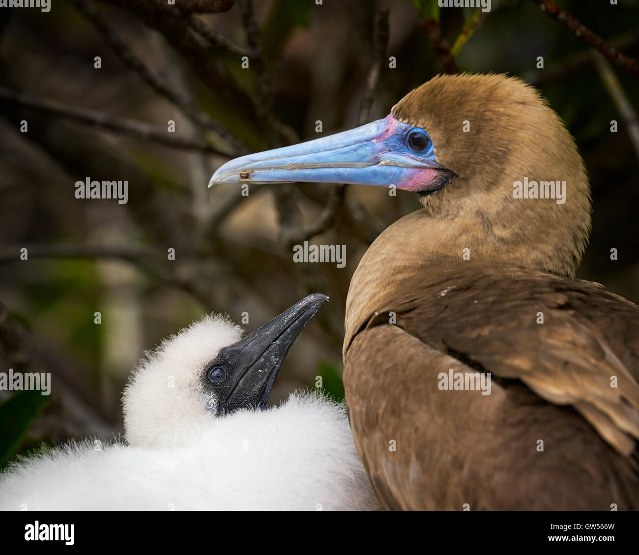 Red Footed Booby (Sula sula) mother and baby on Genovesa in the Galapagos Islands. Stock Photo