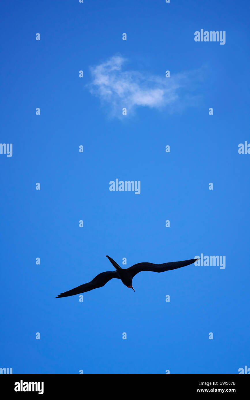 Magnificent Frigate Bird (Fregata magnificens) soars ibeneath a solitary cloud in a blue summer sky Stock Photo