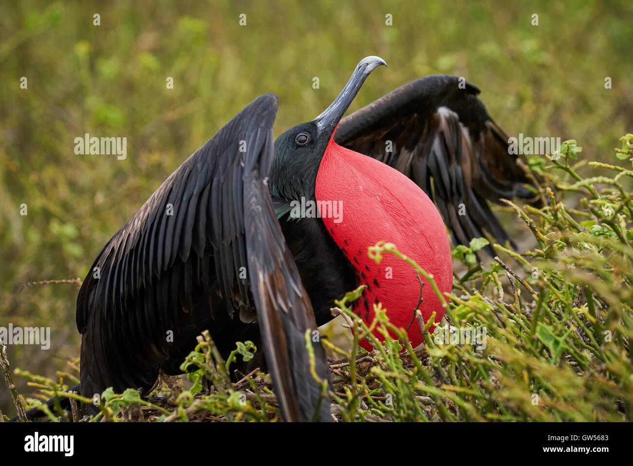 Male Magnificent Frigate Bird (Fregata magnificens) displaying mating behavior by blowing up its red throat pouch Stock Photo