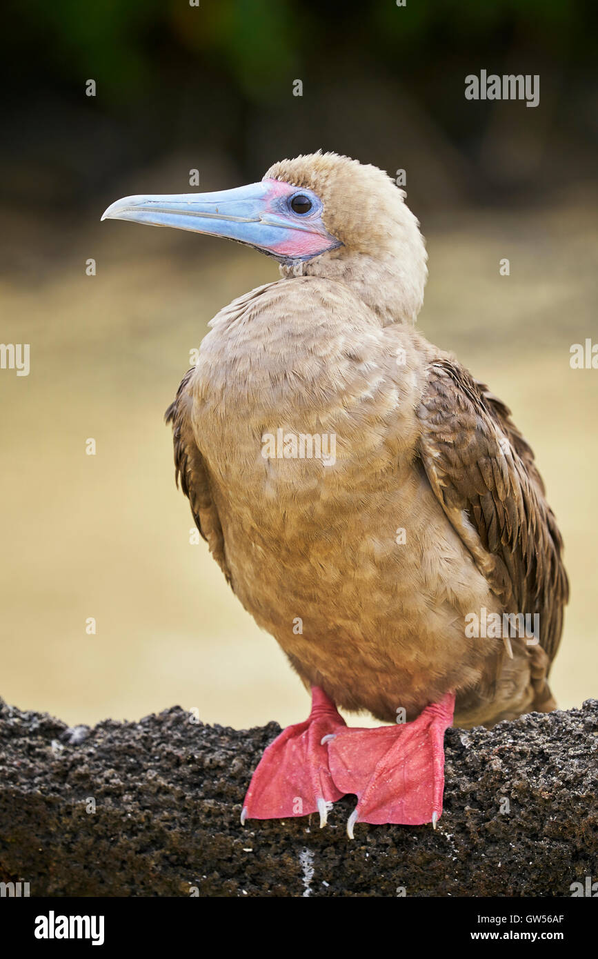 Red Footed Booby (Sula sula) on Genovesa in the Galapagos Islands of Ecuador Stock Photo