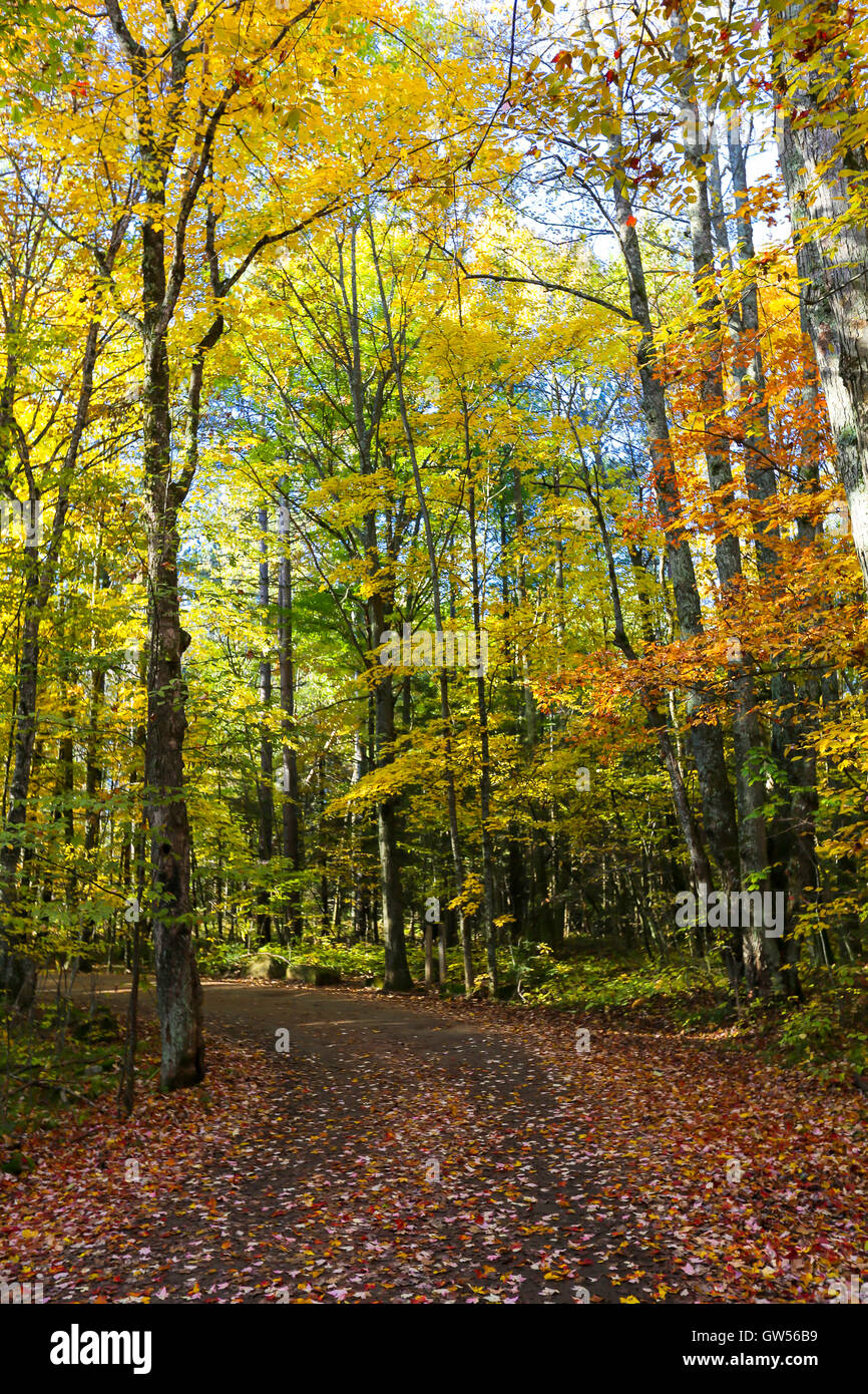 Surrounded by colorful trees hi-res stock photography and images - Alamy