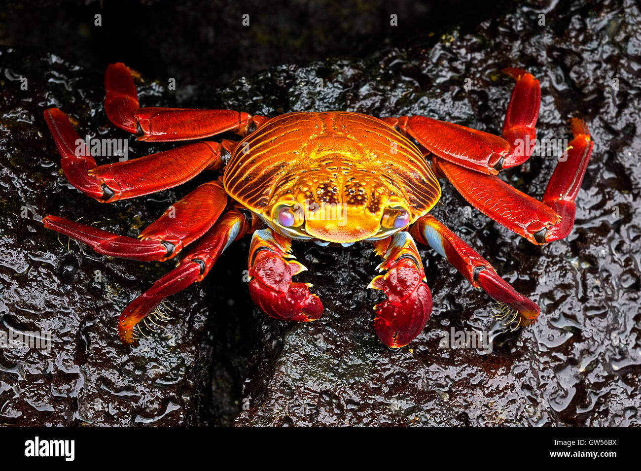 Colorful Sally Lightfoot crab (Grapsus grapsus) in the Galapagos islands of Ecuador Stock Photo