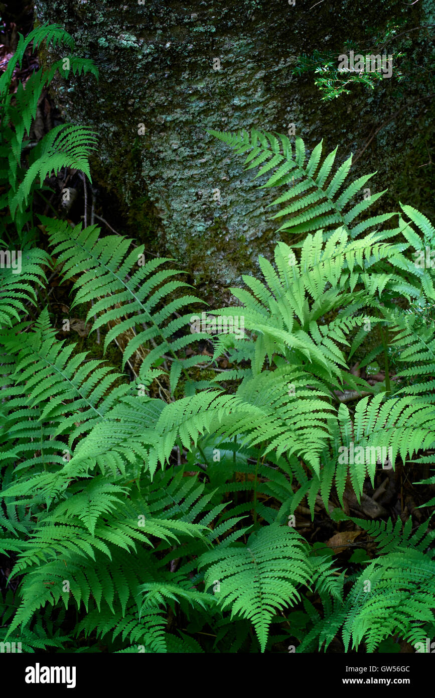 Spring ferns put on a vibrant show at the base of a tree in Ricketts Glen State Park Stock Photo