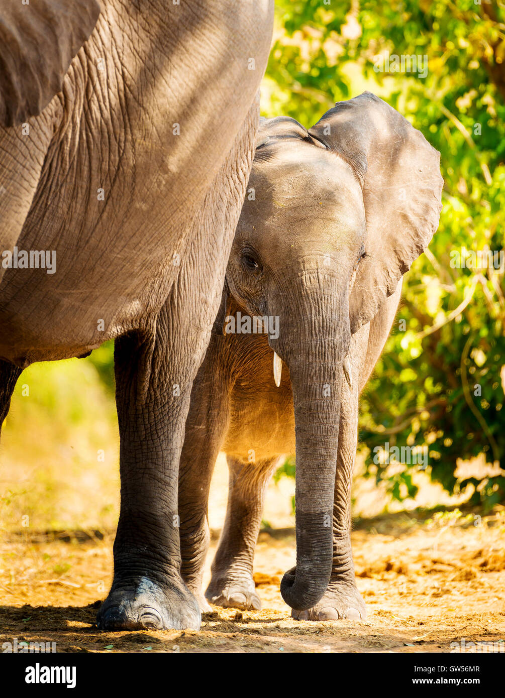 Mother calf africa botswana hi-res stock photography and images - Alamy