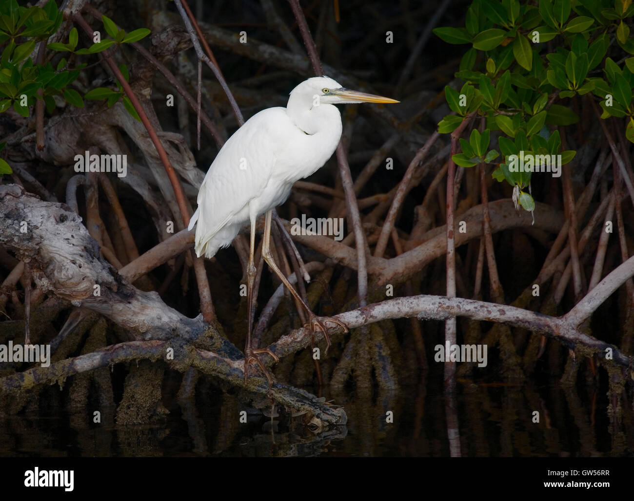 Great White Heron (white morph of the Great Blue Heron) in a mangrove setting perched on the prop roots along  Key Largo Sound. Stock Photo