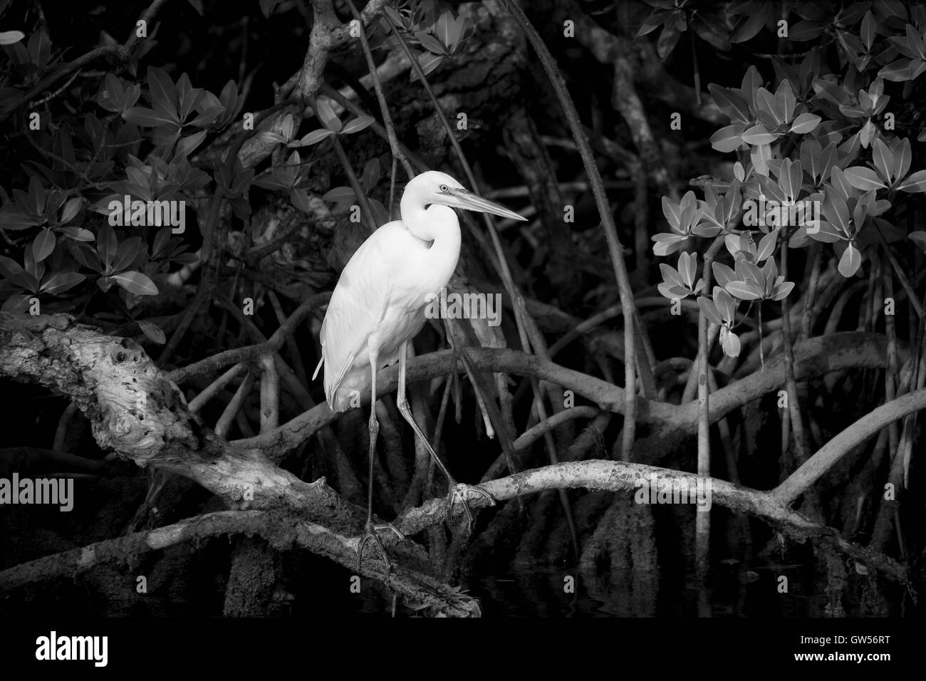 Great White Heron (white morph of the Great Blue Heron) in a mangrove setting perched on the prop roots along  Key Largo Sound. Stock Photo