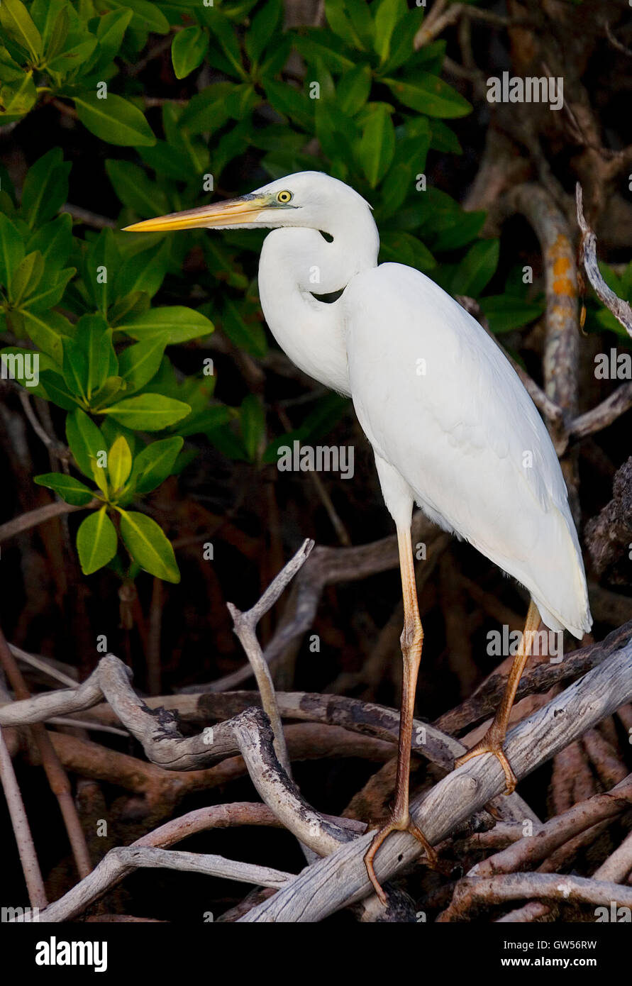 An elegant young Great White Heron perches amid mangrove prop roots along Key Largo Sound, Pennecamp, Florida Keys Stock Photo