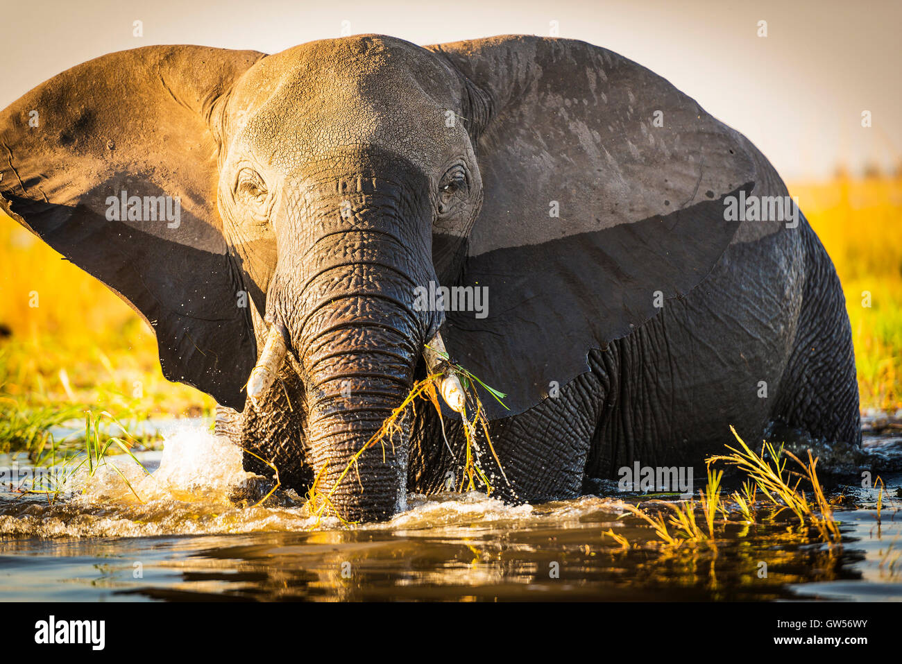 Elephant in Chobe National Park, Botswana, Africa Stock Photo