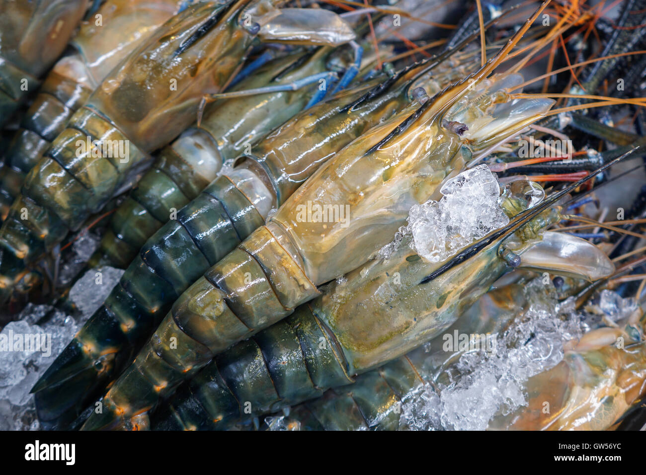 giant river shrimp in fresh market Stock Photo