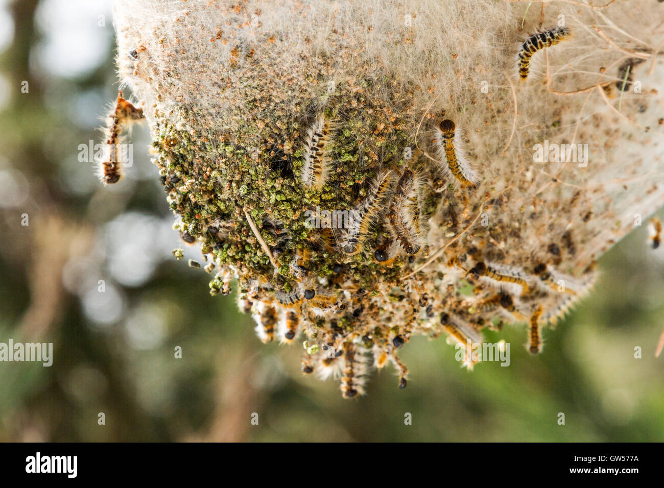 Tent caterpillar building nest hi-res stock photography and images - Alamy