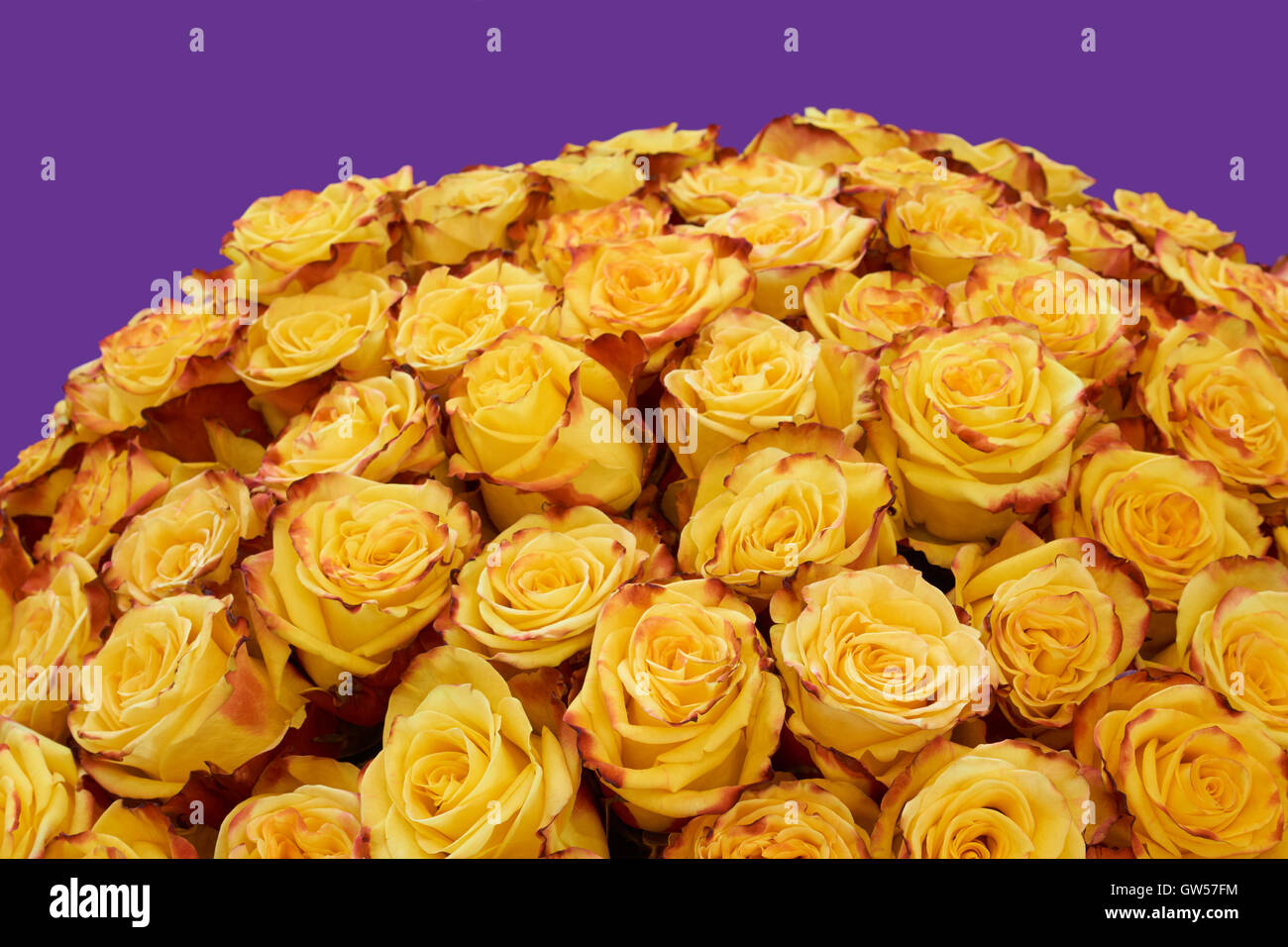 Bunch of yellow roses with dark borders on violet background Stock Photo