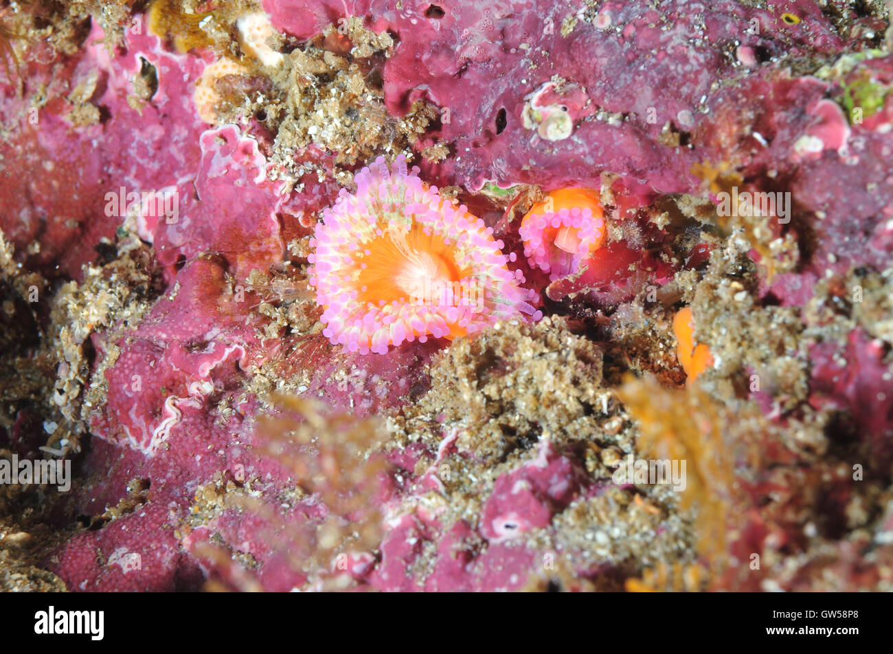 Two jewel anemones  among coralline algae Stock Photo