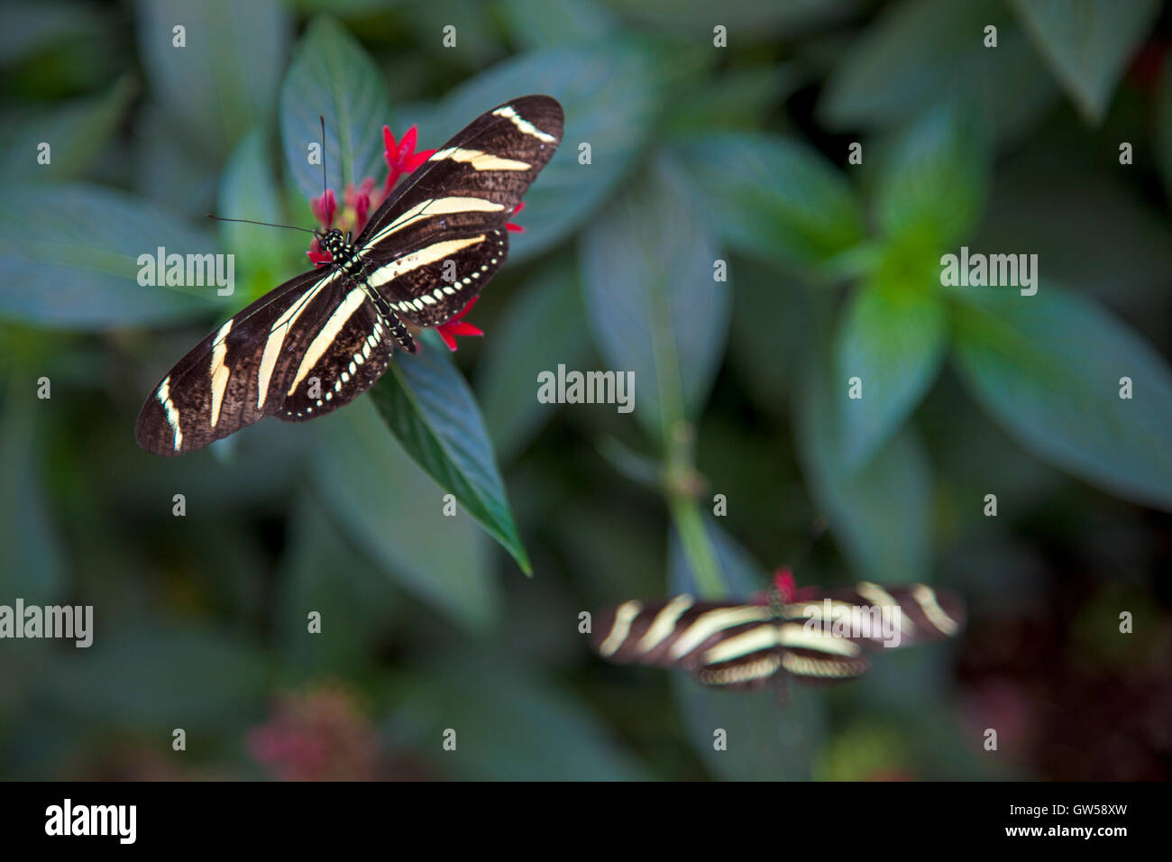 Two Zebra longwing (Helicons charitonia) butterflies pollinating flowers Stock Photo