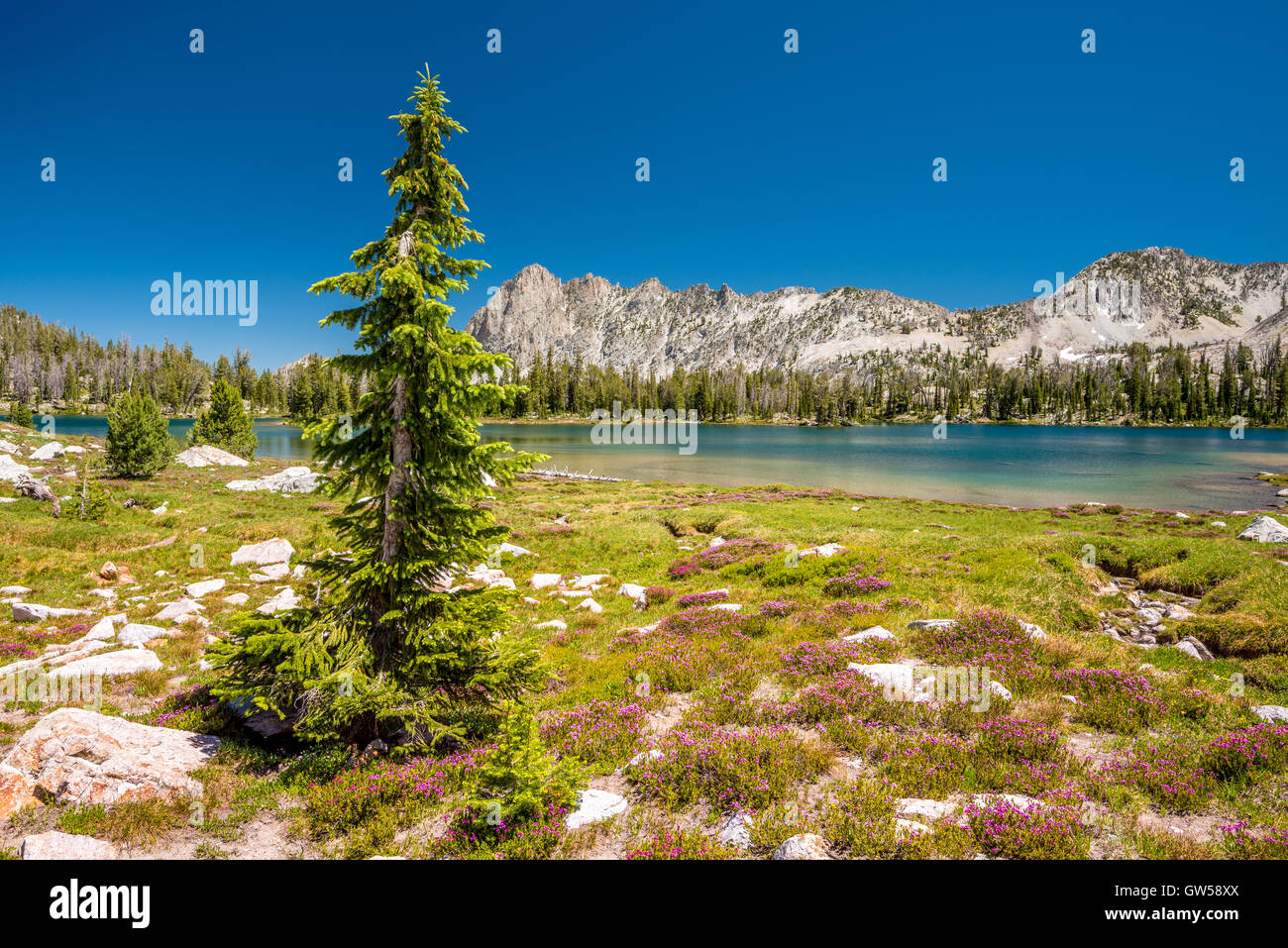 Lake mountains tree nature pine hi-res stock photography and images - Alamy