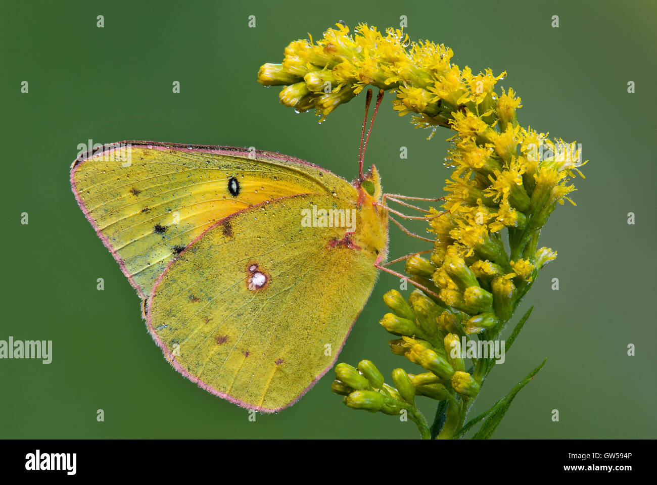 Clouded Sulphur Butterfly Colias philodice feeding on Goldenrod (Solidago species) flowers, Michigan USA Stock Photo