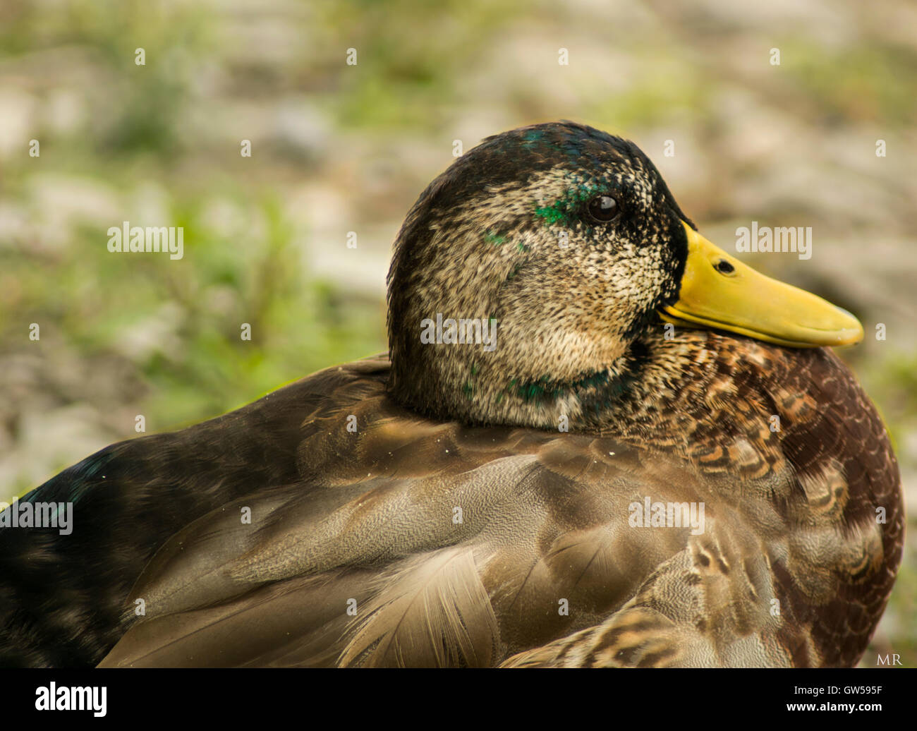 Brown Green Duck In Canada Stock Photo Alamy