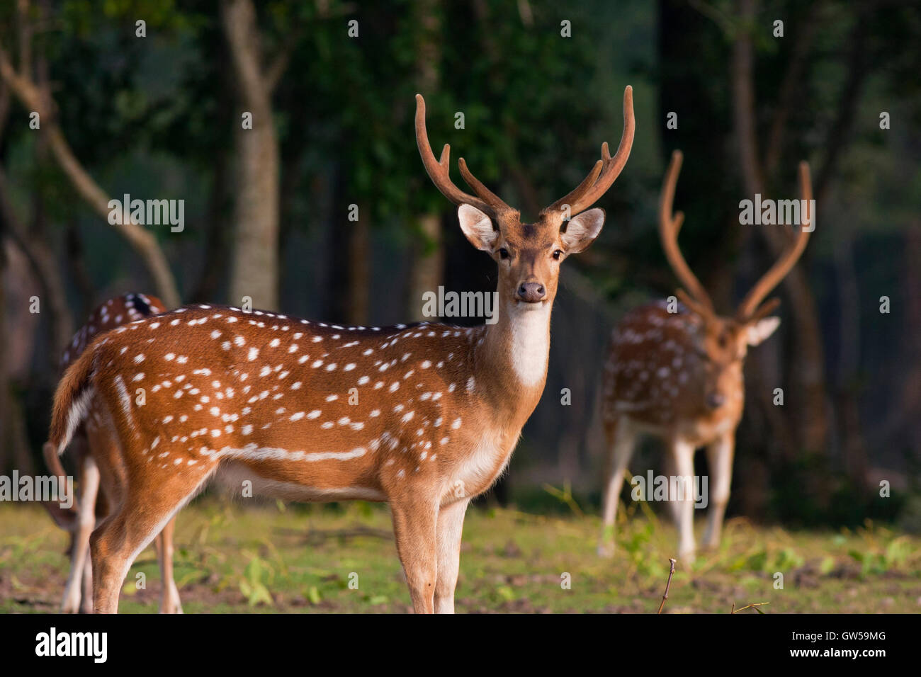 Spotted deer at Nijhum Dwip. Hatia, Noakhali, Bangladesh. Stock Photo