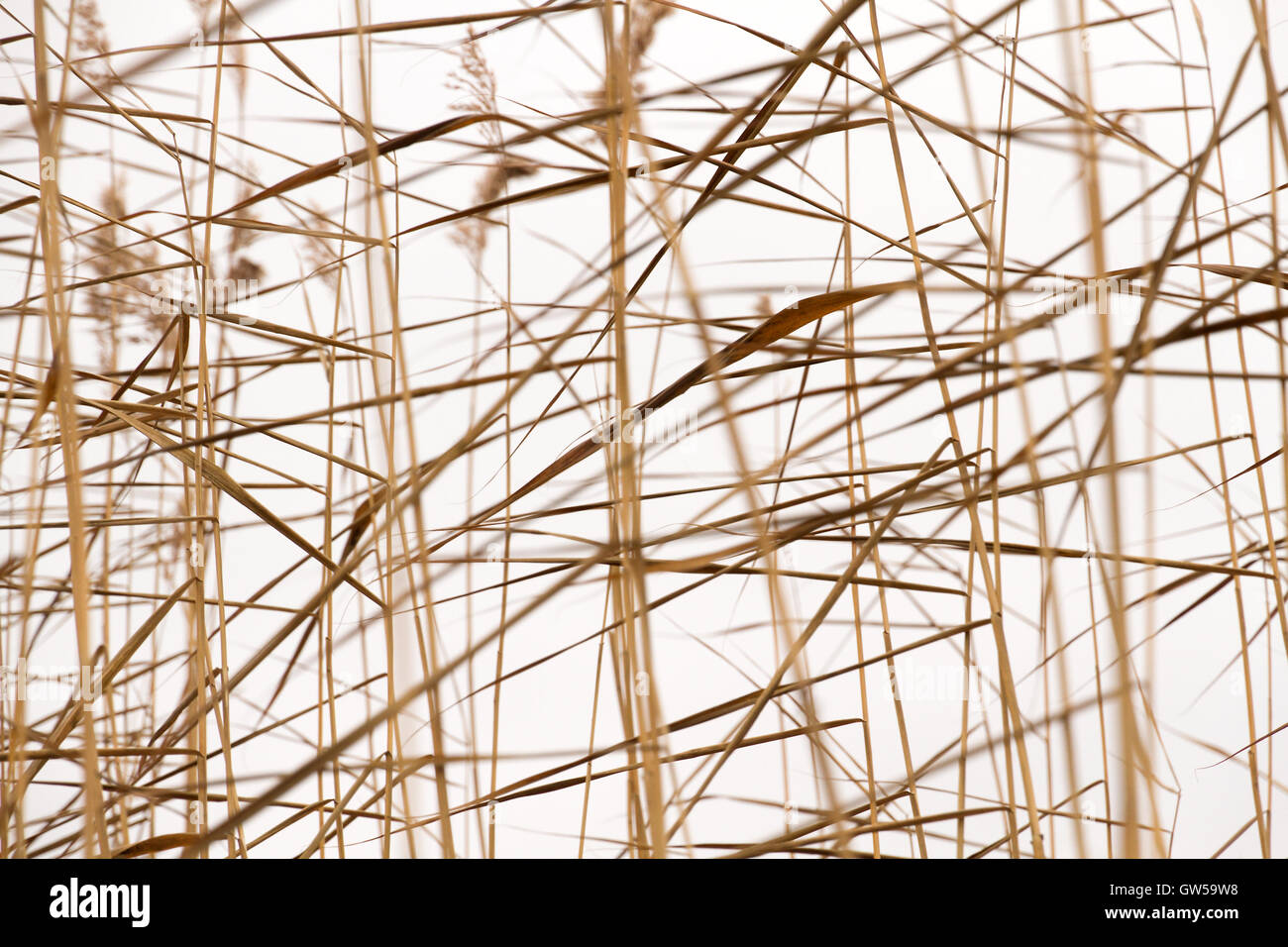 Abstract seasonal autumn nature background: dry plant / reed / reeds bush closeup forming a geometric pattern Stock Photo