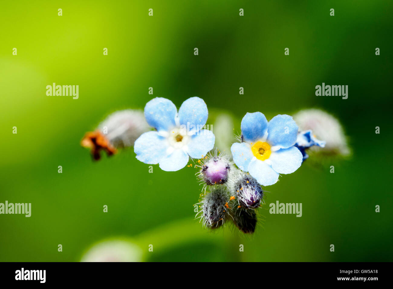 me not flower Italy Stock Photo Alamy