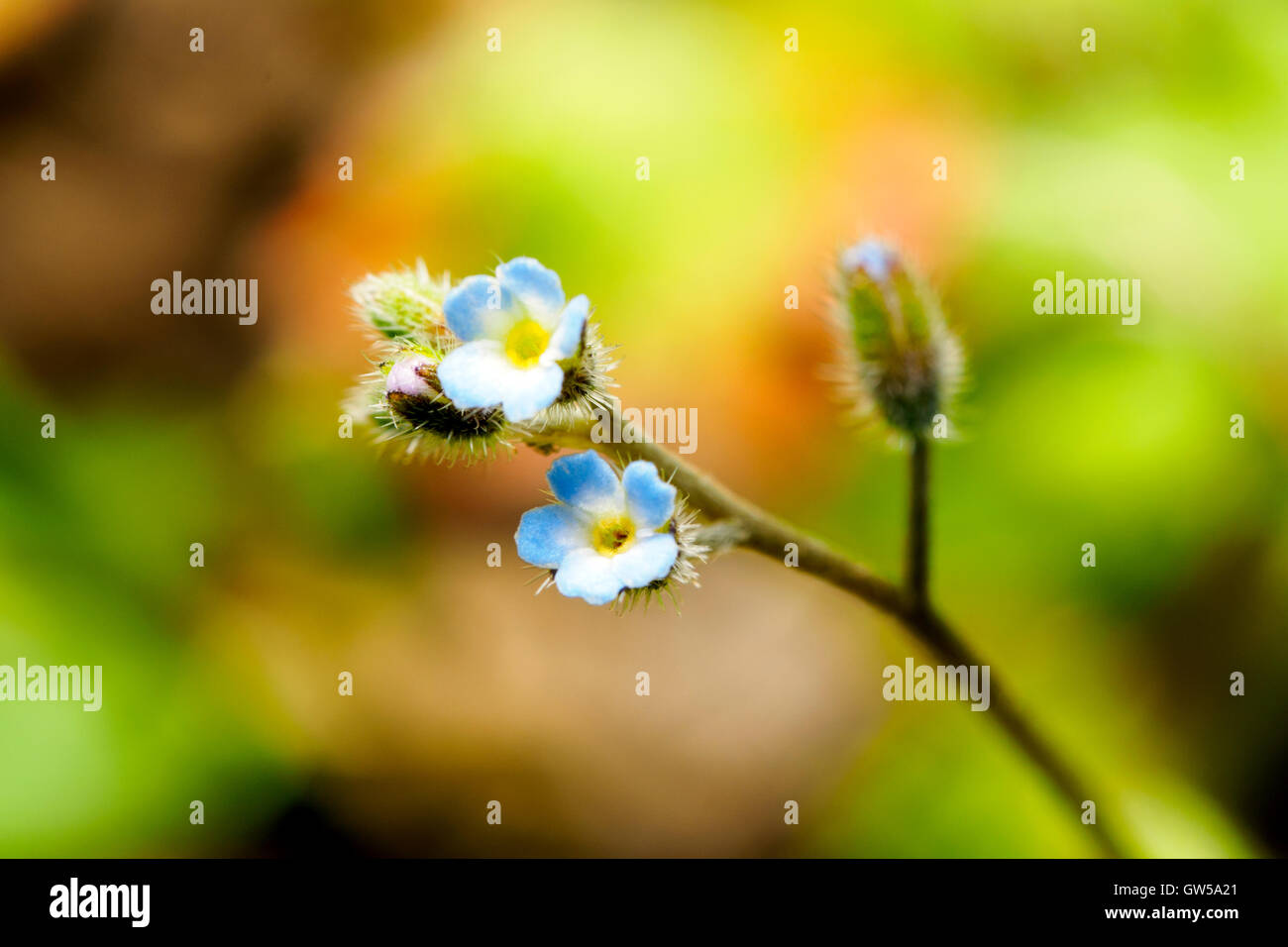 me not flower Italy Stock Photo Alamy
