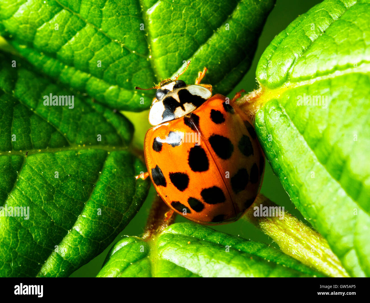 Harlequin ladybird Harmandia axyridis - London, England Stock Photo