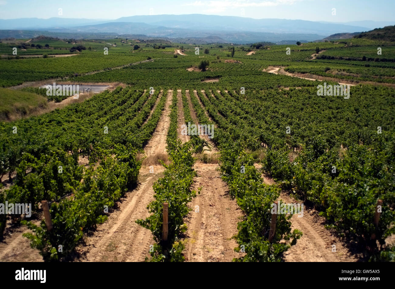 Vines are seen in the Rioja area of Spain, August 26, 2016. Copyright photograph John Voos Stock Photo
