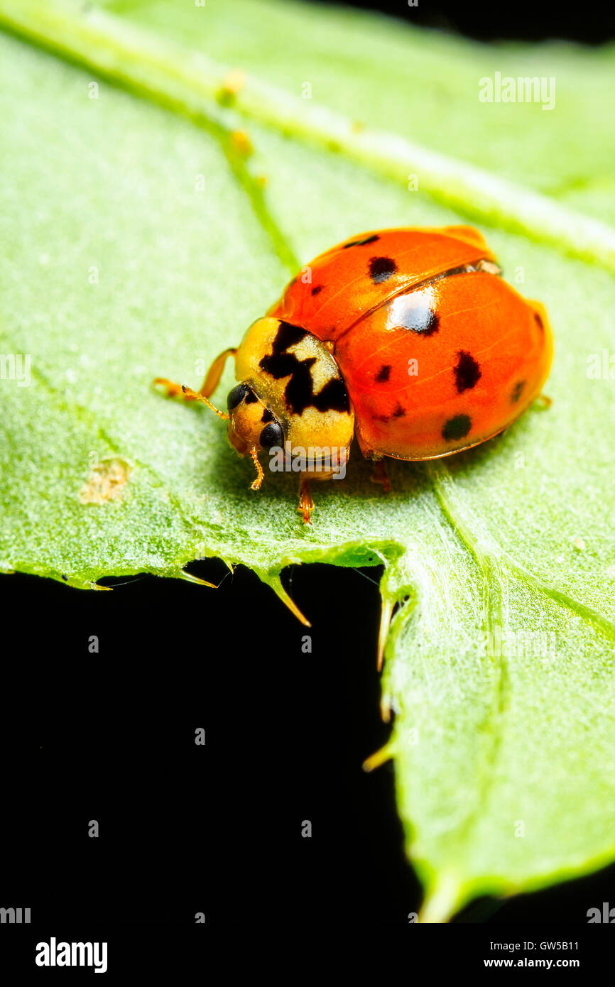 Harlequin ladybird Harmandia axyridis - London, England Stock Photo