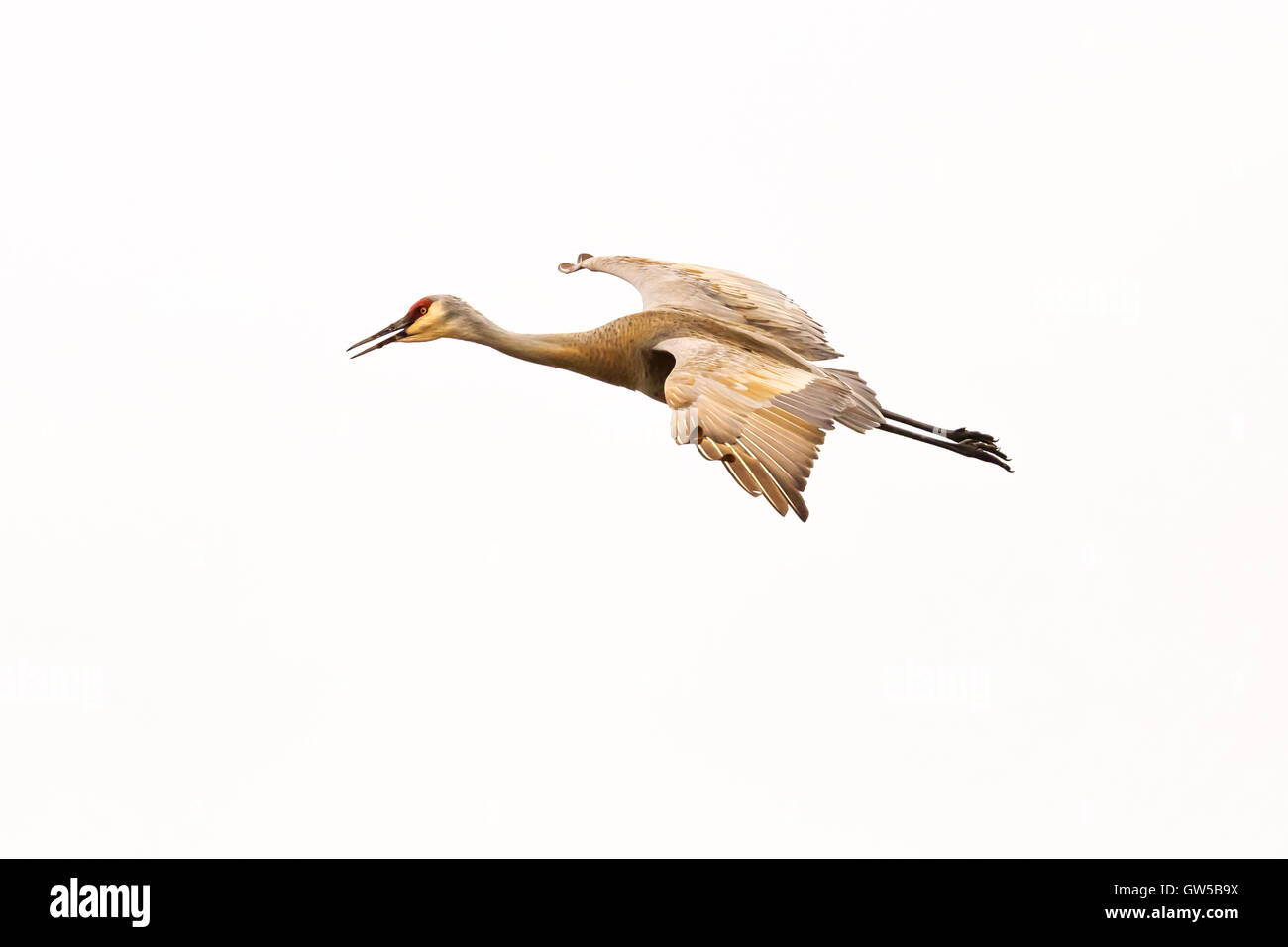 Sandhill crane flying with white background isolated. Stock Photo