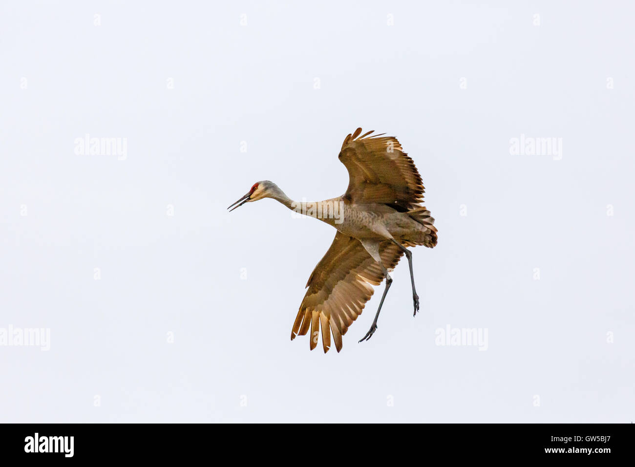 Sandhill Crane coming in for a landing. Stock Photo