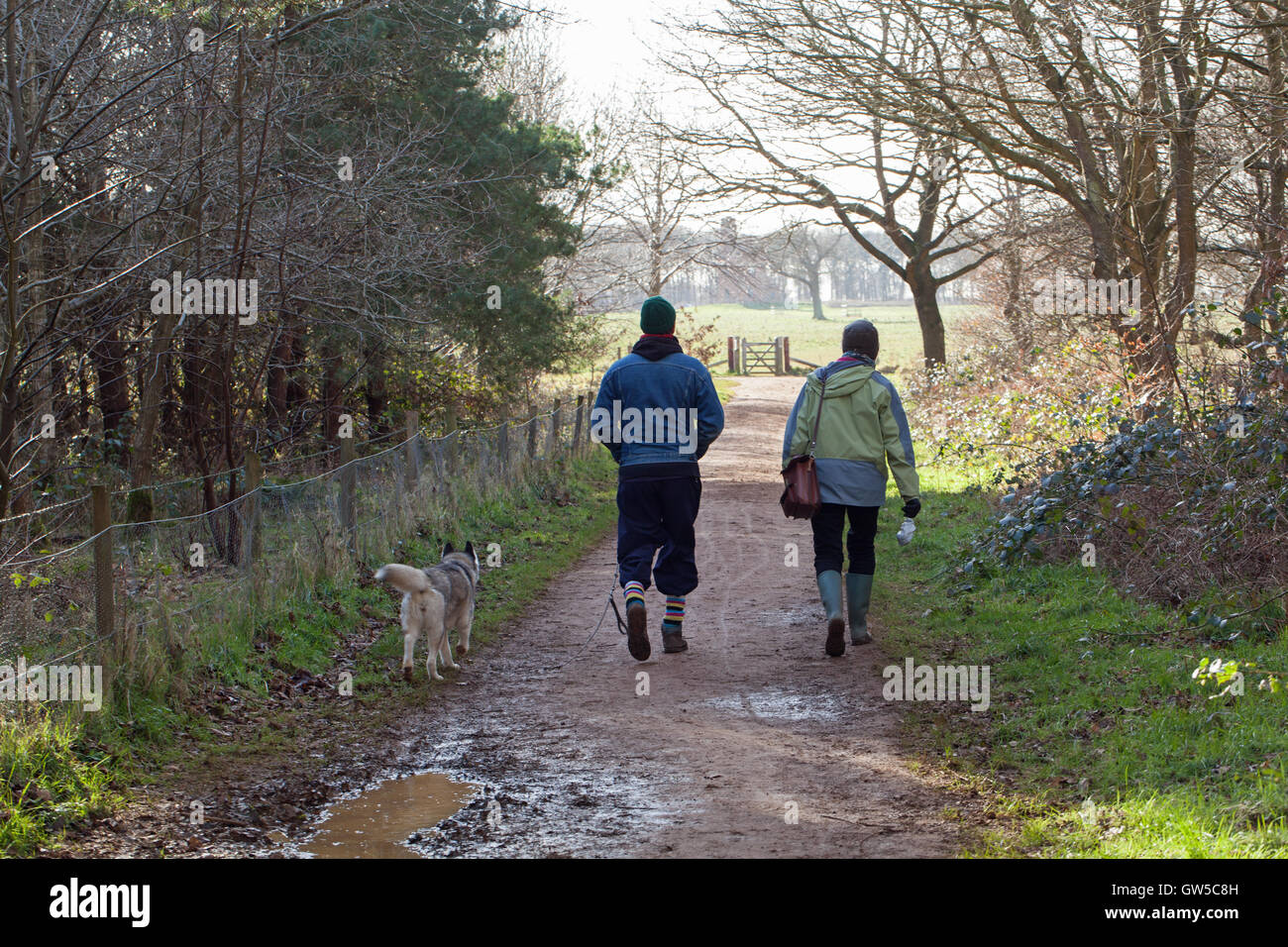 Dog Walking in the countryside. Norfolk. Winter. East