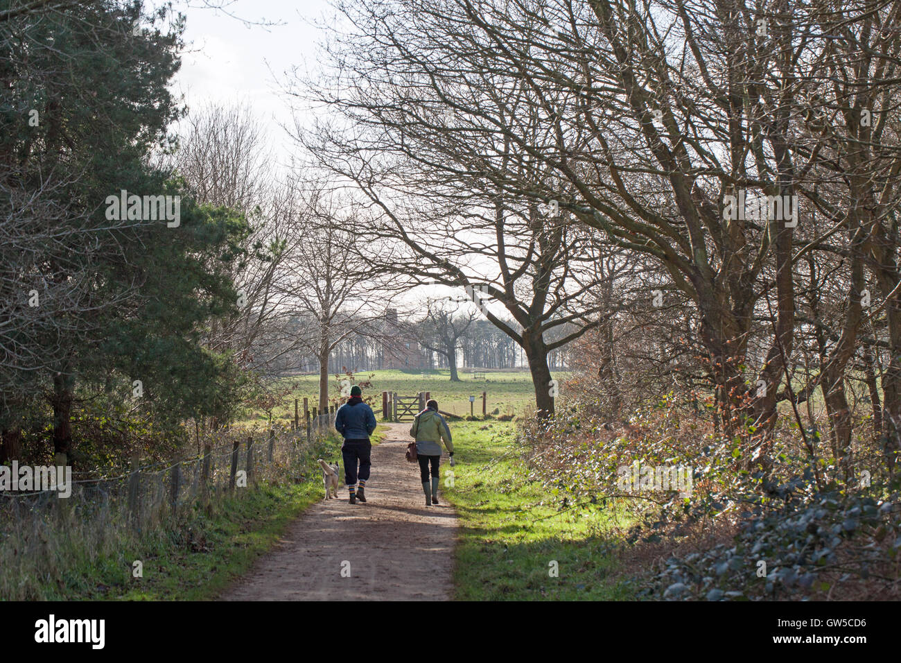 Dog Walking. North Norfolk Countryside. England. UK Stock Photo Alamy