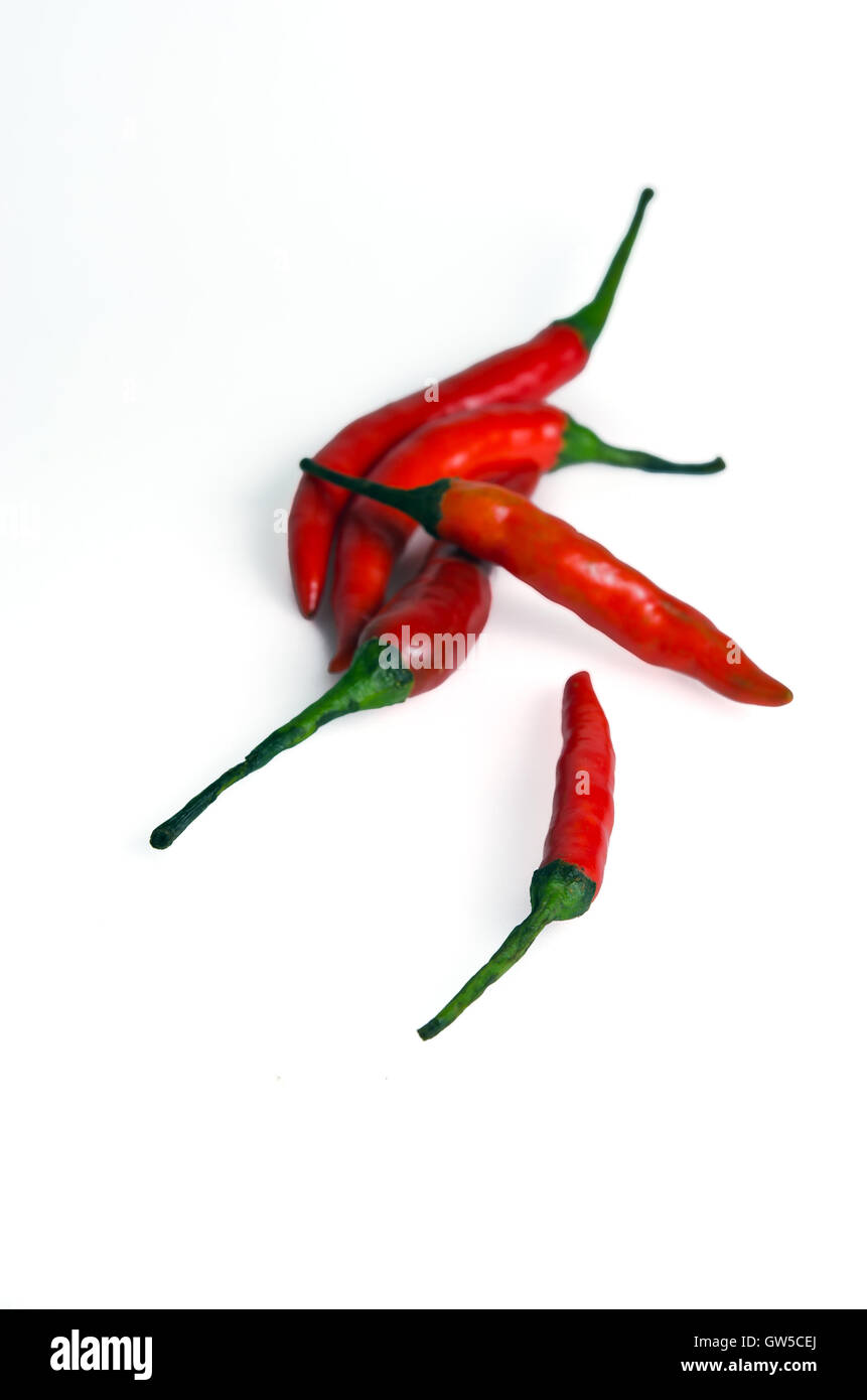 Red hot spicy chili pepper (Also named as chile pepper, Capsicum annuum, Capsicum frutescens