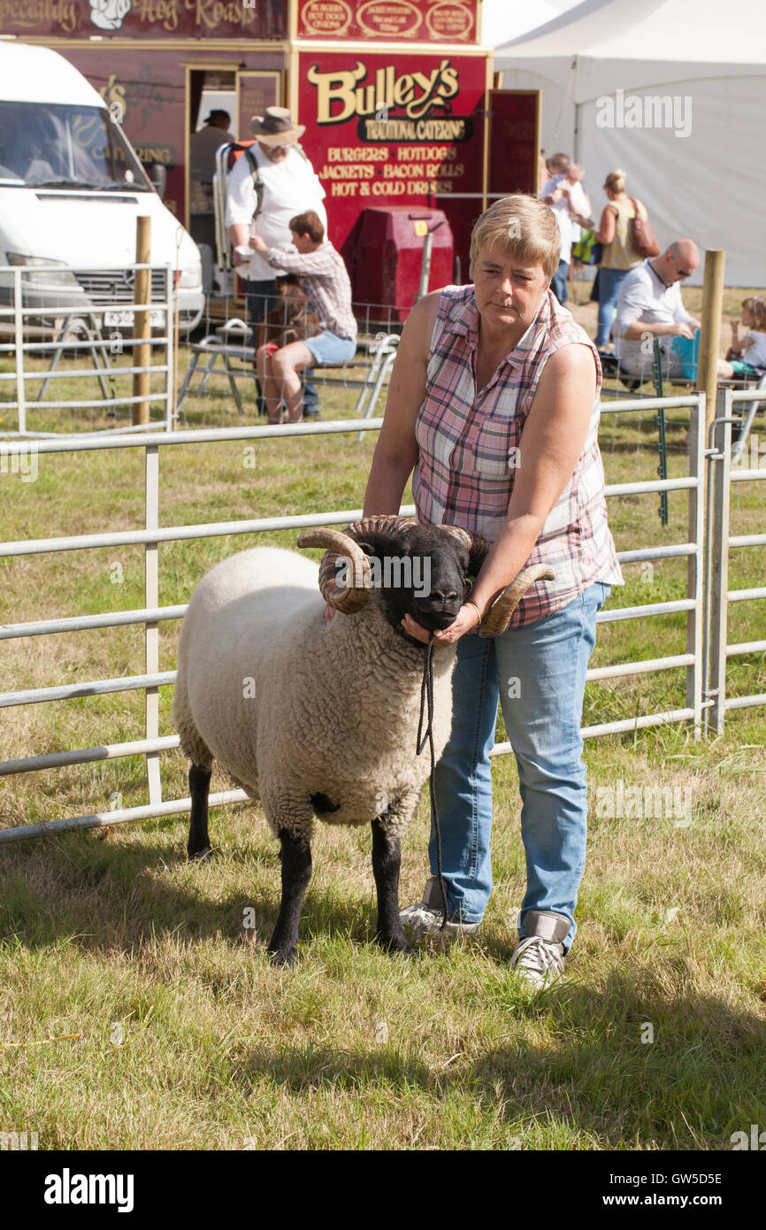 Norfolk Horn Sheep. Arriving for show ring. Aylsham Agricultural Show