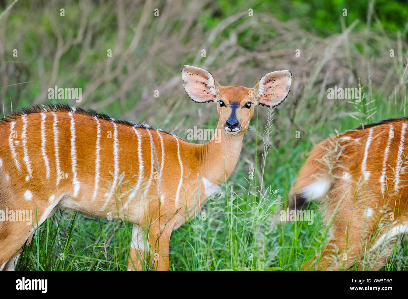 Zulu nyala game reserve hires stock photography and images Alamy