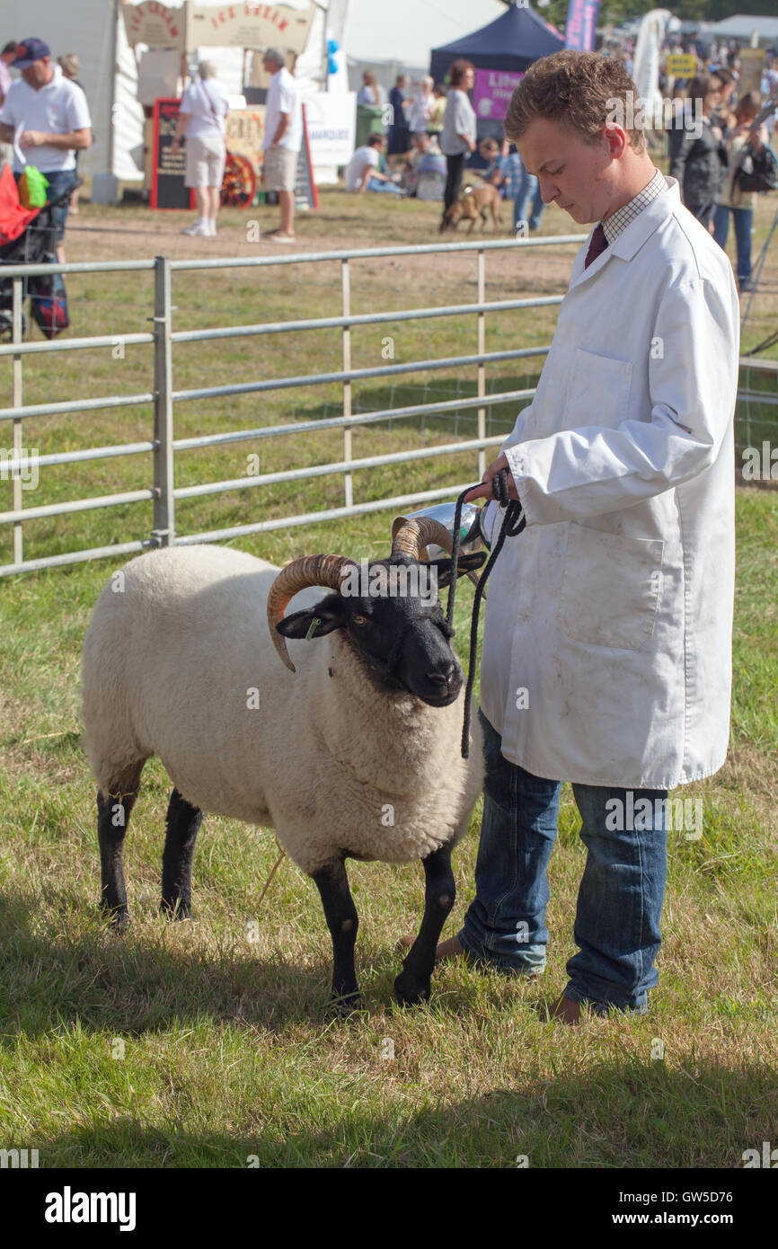 Norfolk Horn Sheep. Ewe. Trophy winner. Aylsham Agricultural Show. Norfolk. East Anglia. August Bank Holiday. Stock Photo