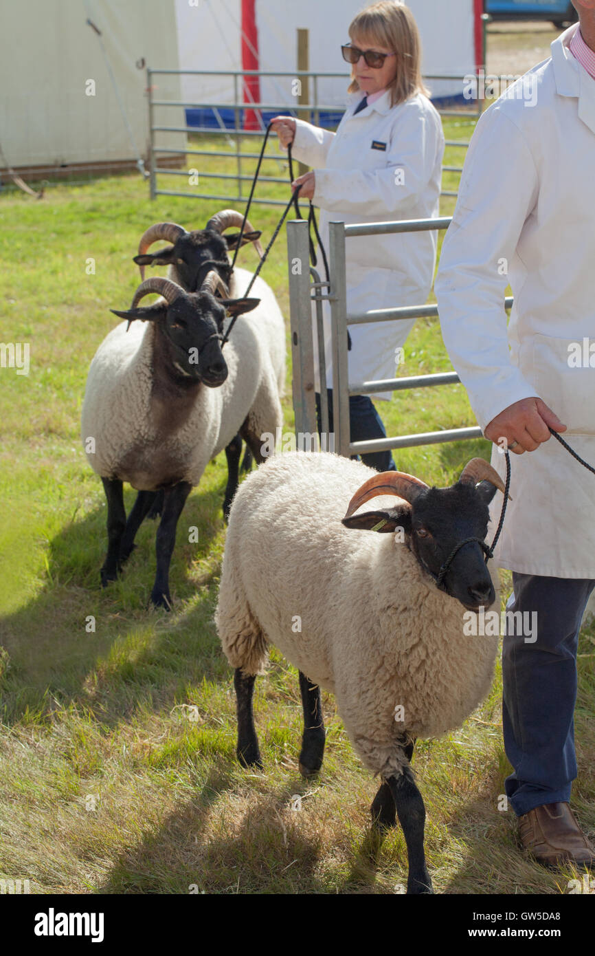 Norfolk Horn Sheep. Arriving for show ring. Aylsham Agricultural Show